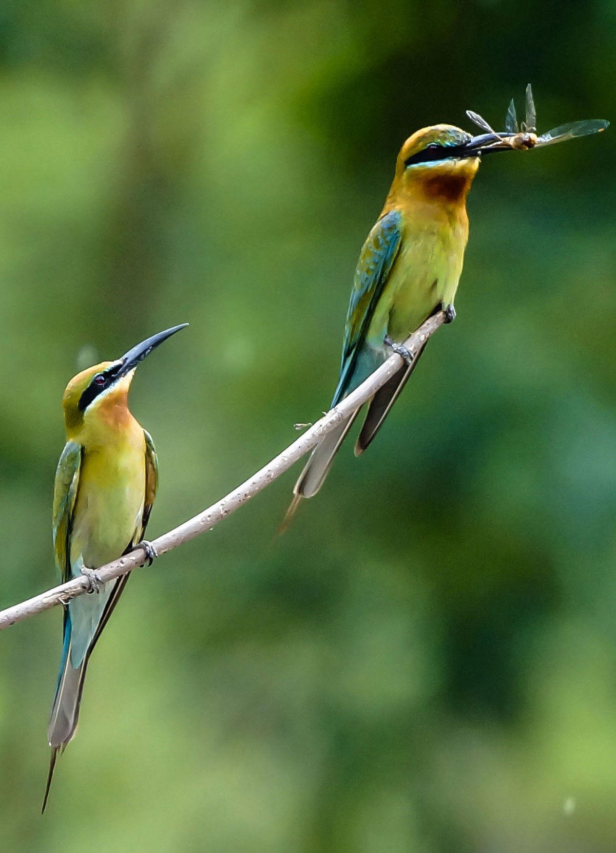 初拍栗喉蜂虎-----请假帖