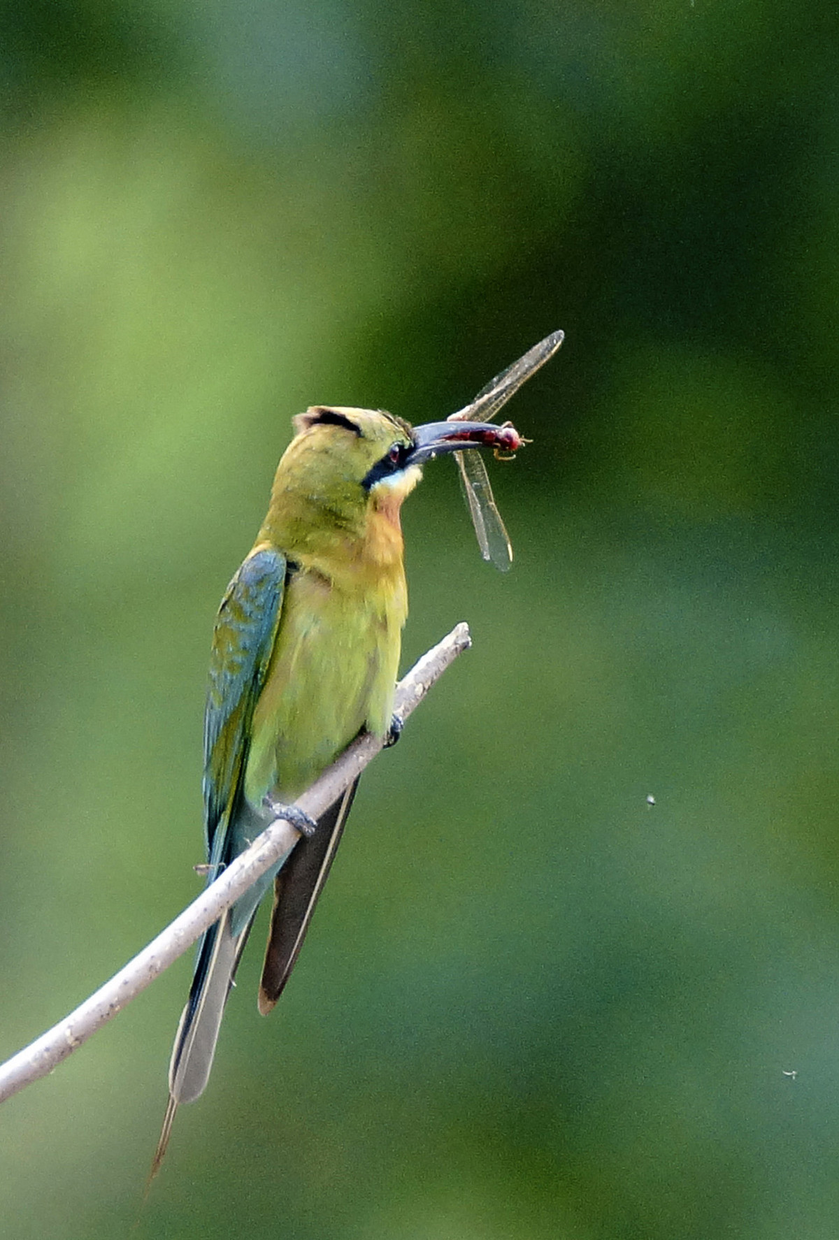 初拍栗喉蜂虎-----请假帖