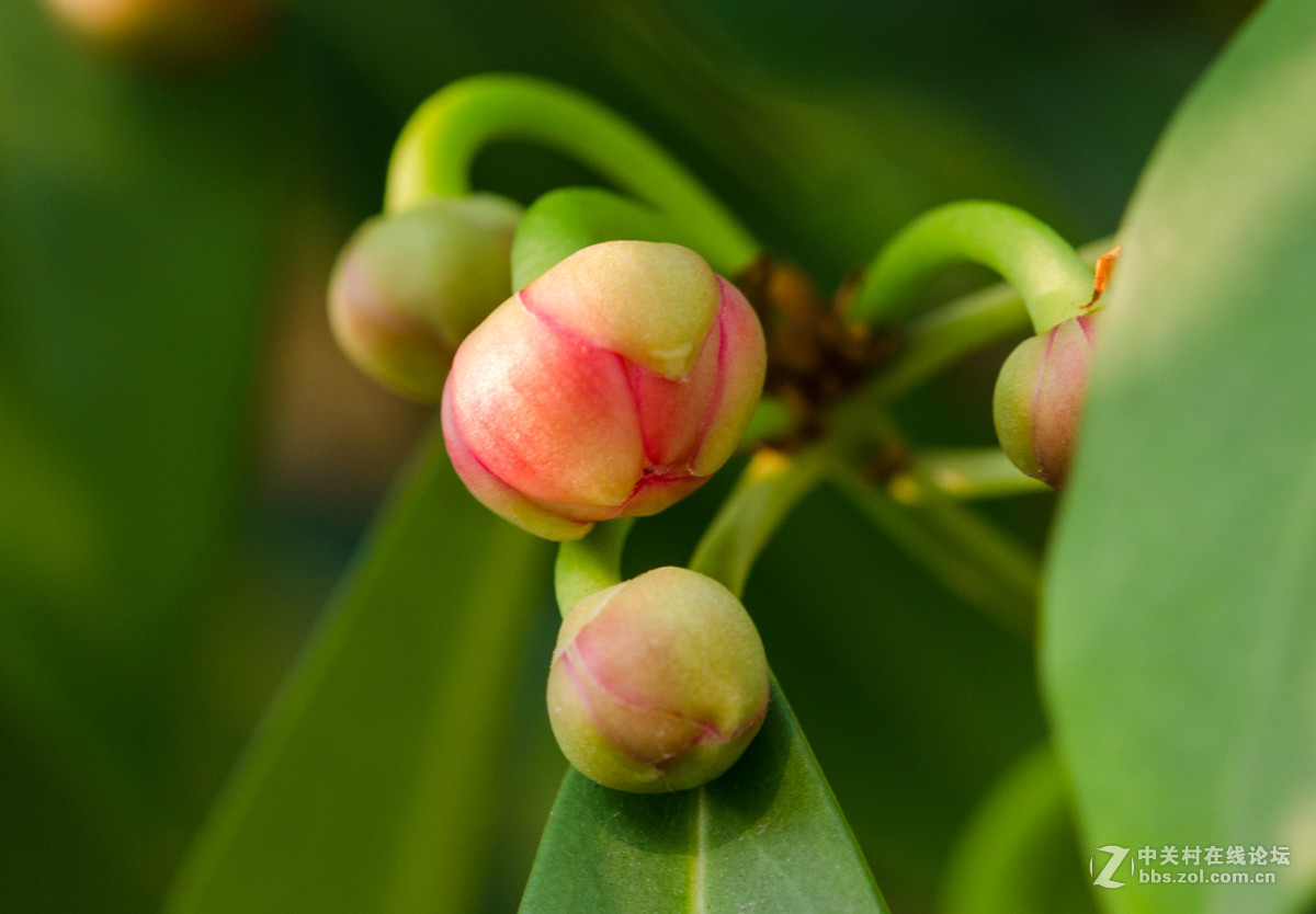珍稀名树——孩儿莲