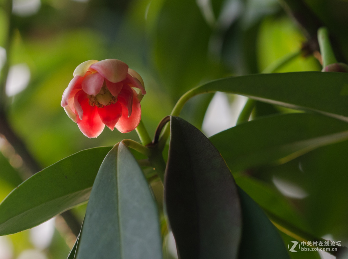 珍稀名树——孩儿莲