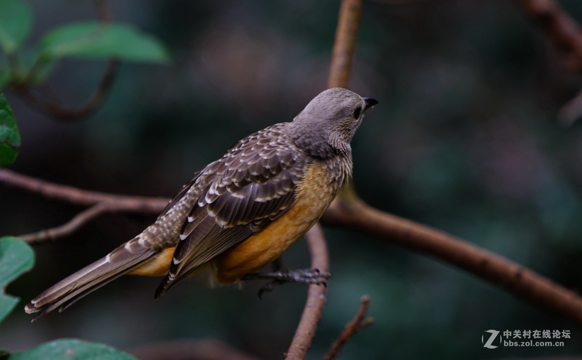 香港公园尤德观鸟园7浅黄胸大亭鸟