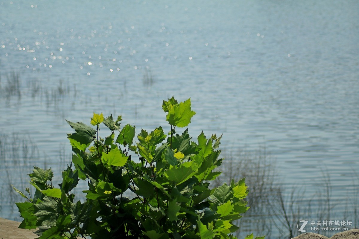 才入的便宜头，腾龙70—300，无防抖，拍了几张片子请看一看