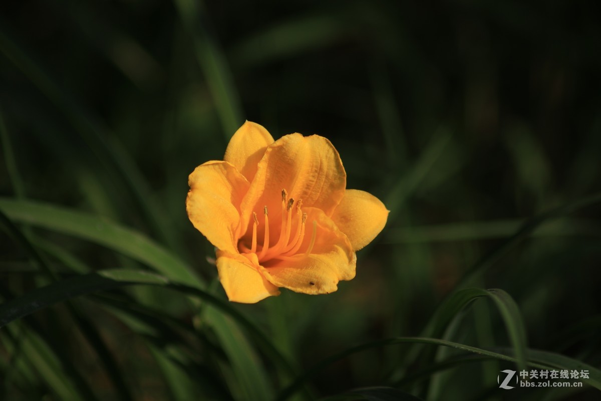 才入的便宜头，腾龙70—300，无防抖，拍了几张片子请看一看