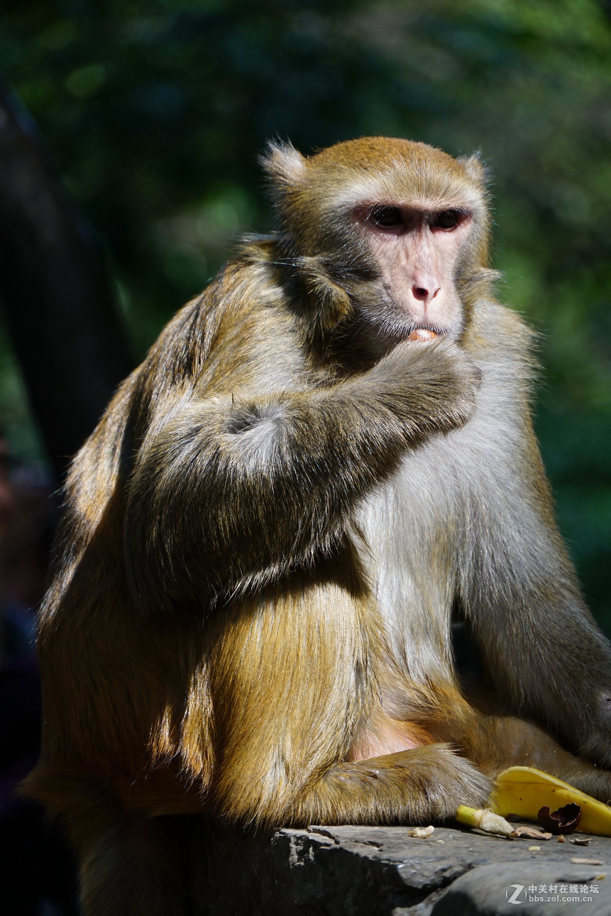 贵阳黔灵山公园野猴子7p