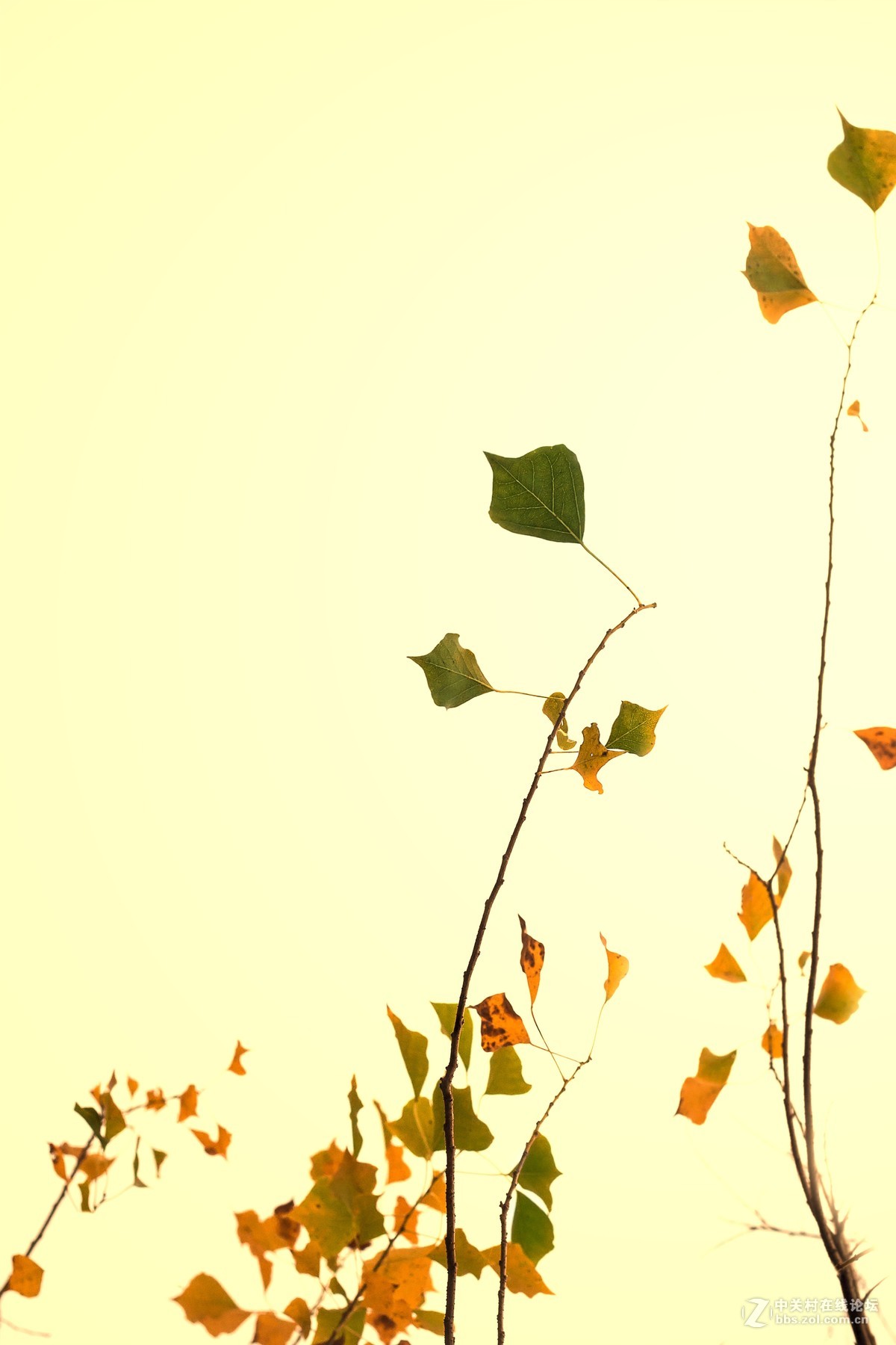 #佳能月赛-一叶知秋#秋天寄来的明信片