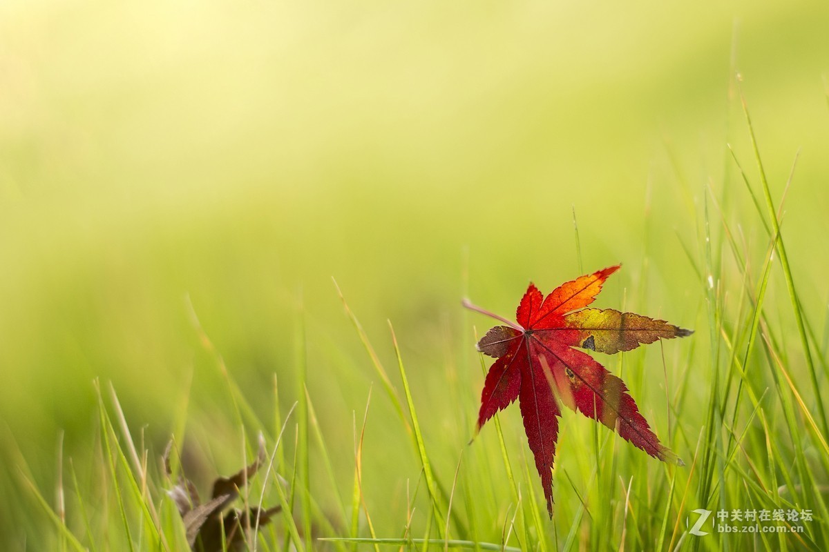 #佳能月赛-一叶知秋#秋天寄来的明信片