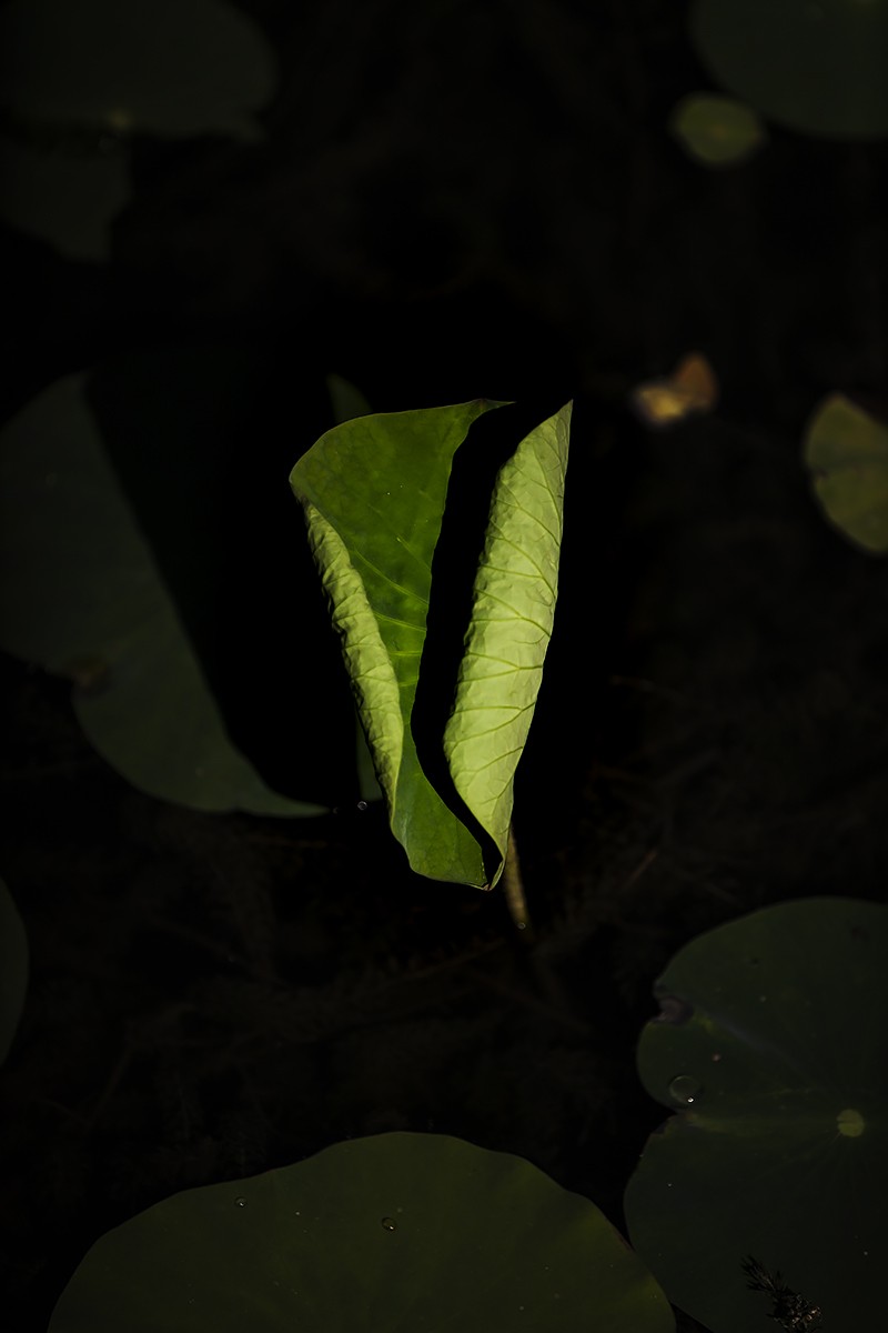 #佳能EOS M100-小清新#    来早了，一个花骨朵都没有，都是叶子