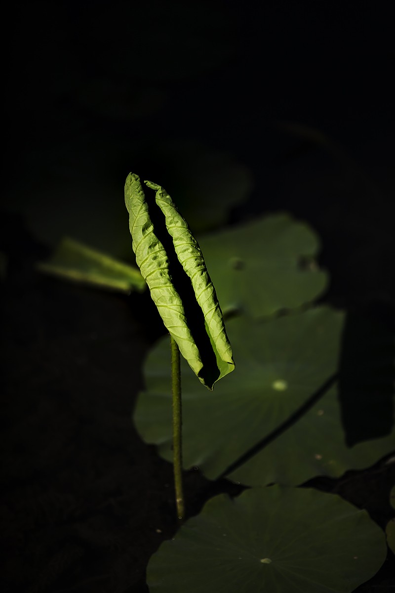 #佳能EOS M100-小清新#    来早了，一个花骨朵都没有，都是叶子