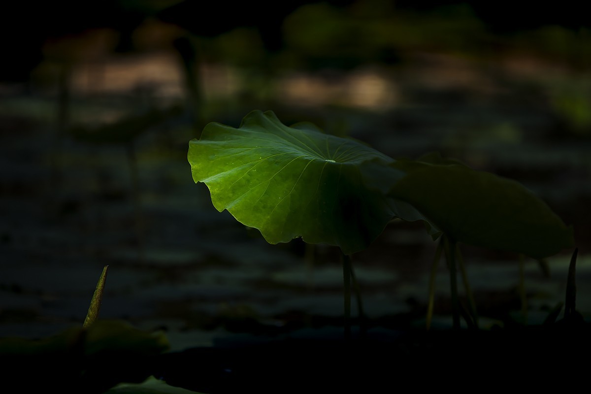 #佳能EOS M100-小清新#    来早了，一个花骨朵都没有，都是叶子