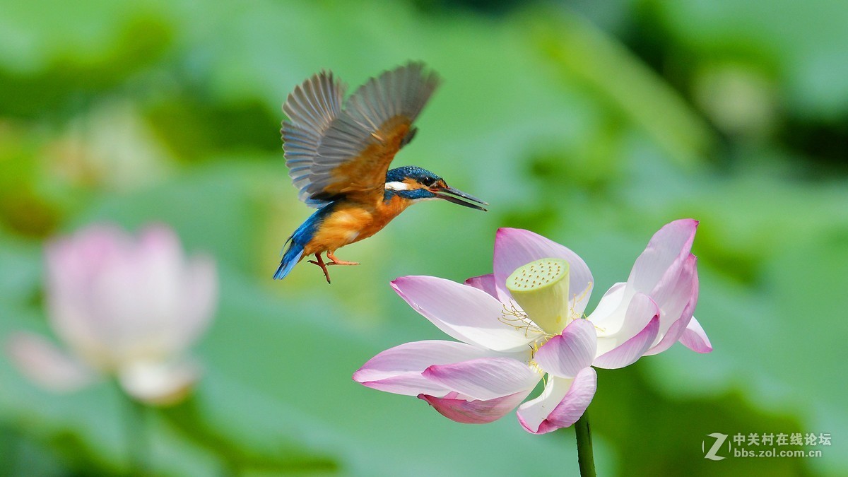 鸟恋花
