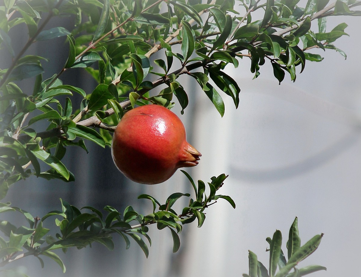 晕化下几幅在天津拍摄的石榴---祝版主和师友们2015年国庆快乐！