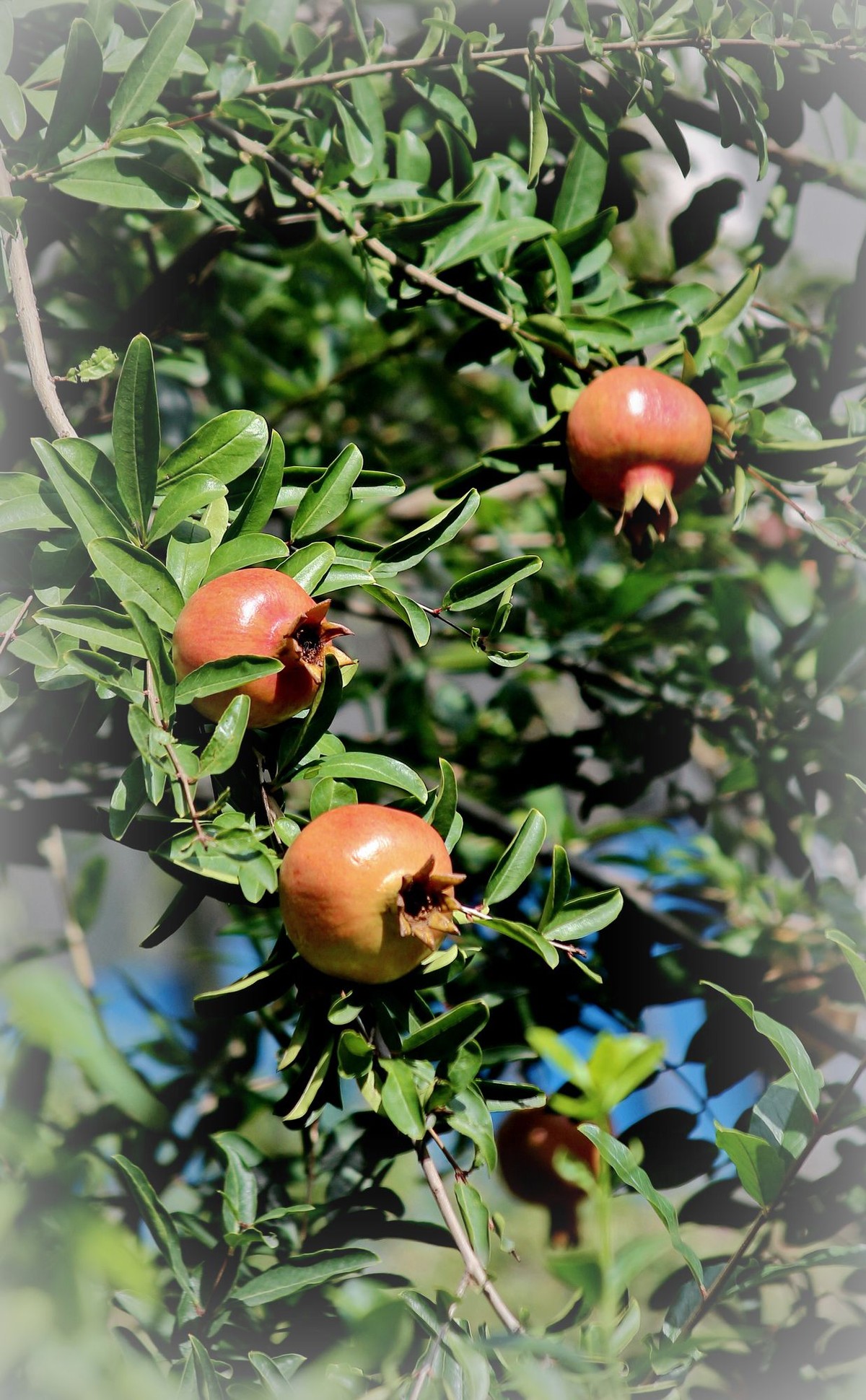 晕化下几幅在天津拍摄的石榴---祝版主和师友们2015年国庆快乐！