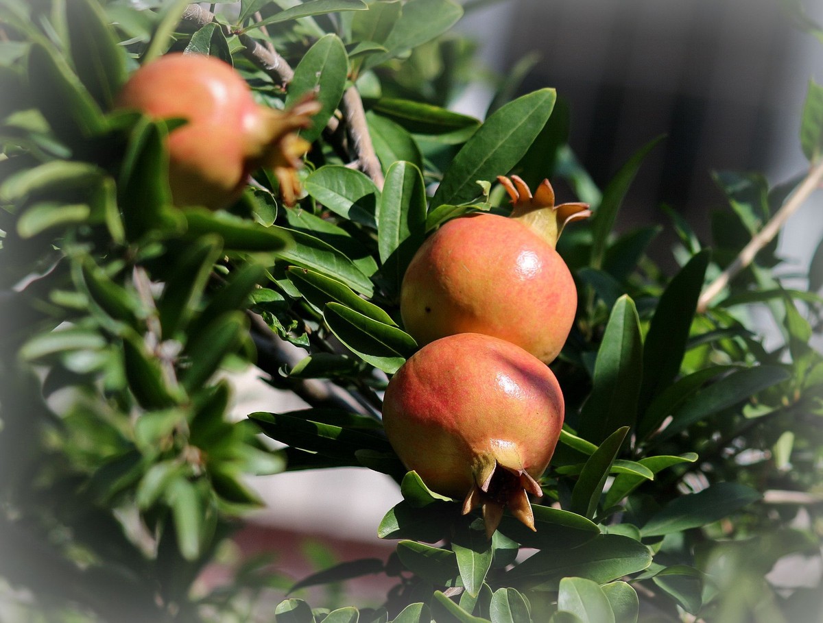 晕化下几幅在天津拍摄的石榴---祝版主和师友们2015年国庆快乐！