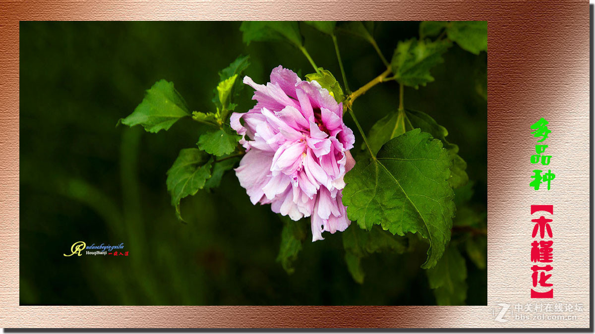 呈一组《多品种木槿花》祝各位前辈、老师、好朋友们国庆快乐！