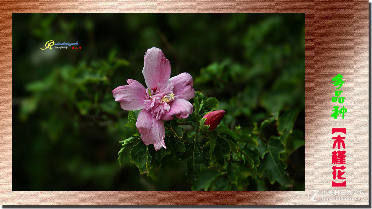 呈一组《多品种木槿花》祝各位前辈、老师、好朋友们国庆快乐！
