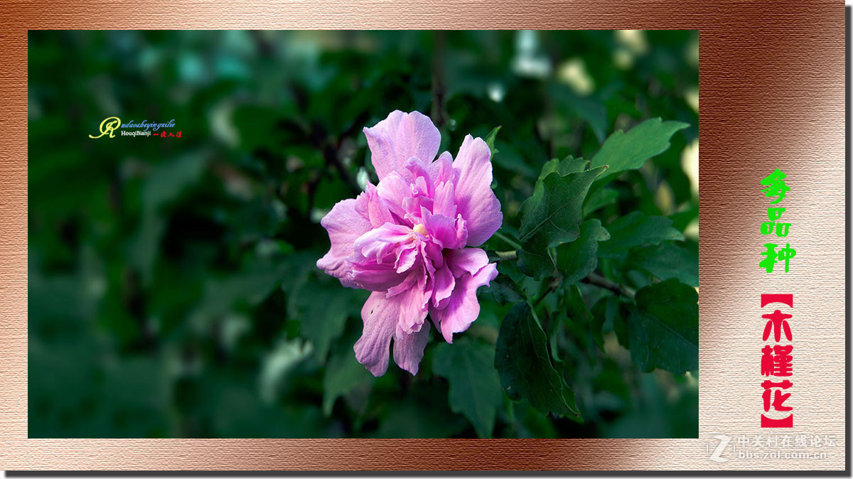 呈一组《多品种木槿花》祝各位前辈、老师、好朋友们国庆快乐！