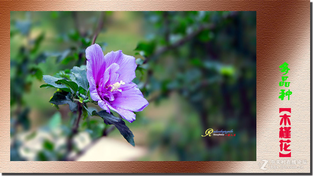 呈一组《多品种木槿花》祝各位前辈、老师、好朋友们国庆快乐！