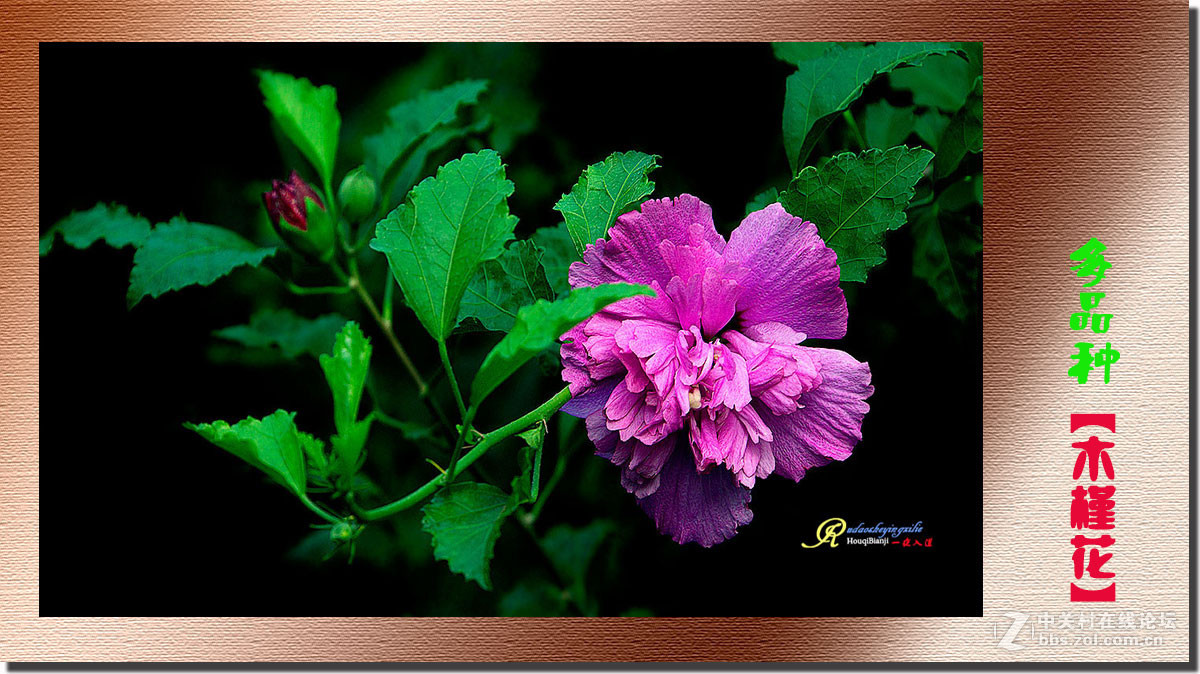 呈一组《多品种木槿花》祝各位前辈、老师、好朋友们国庆快乐！