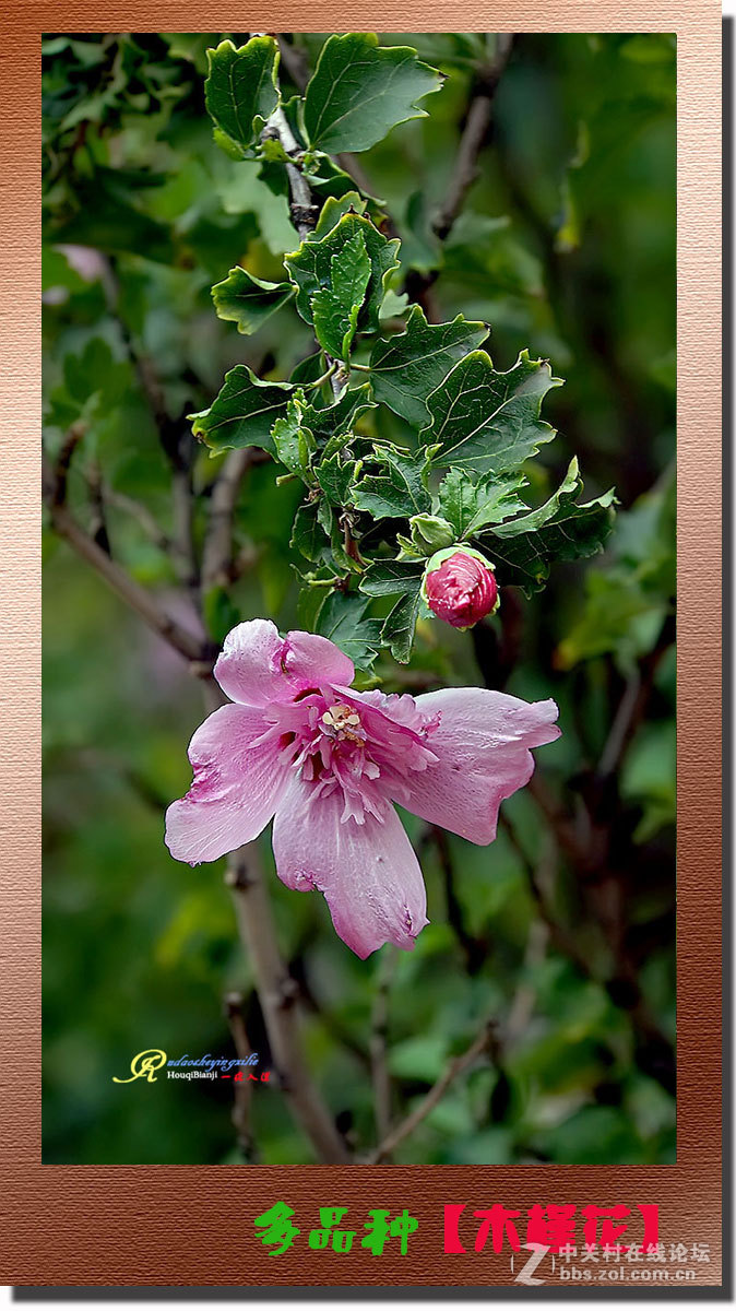 呈一组《多品种木槿花》祝各位前辈、老师、好朋友们国庆快乐！