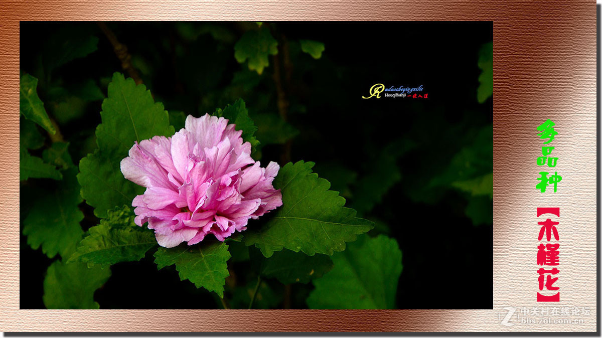 呈一组《多品种木槿花》祝各位前辈、老师、好朋友们国庆快乐！