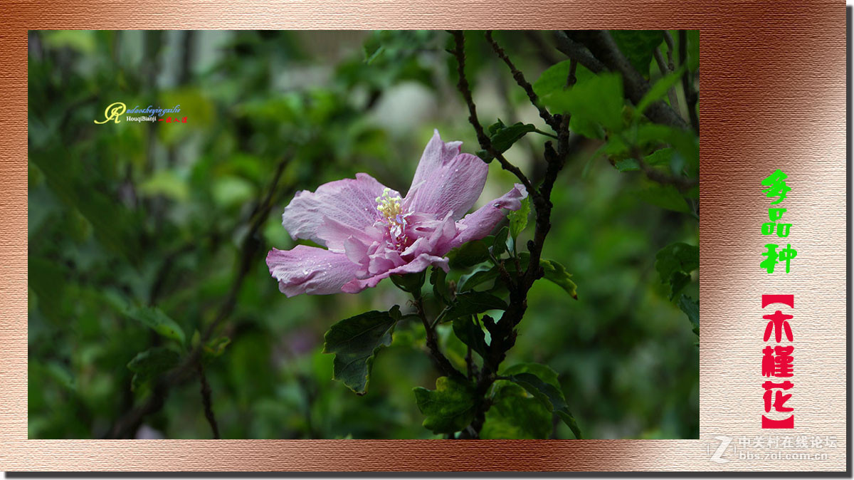 呈一组《多品种木槿花》祝各位前辈、老师、好朋友们国庆快乐！