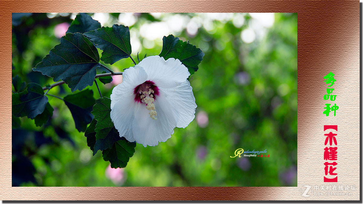 呈一组《多品种木槿花》祝各位前辈、老师、好朋友们国庆快乐！
