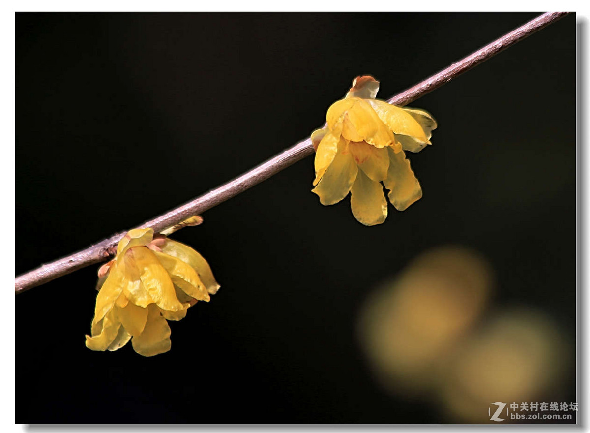 又是一年梅花开（1）