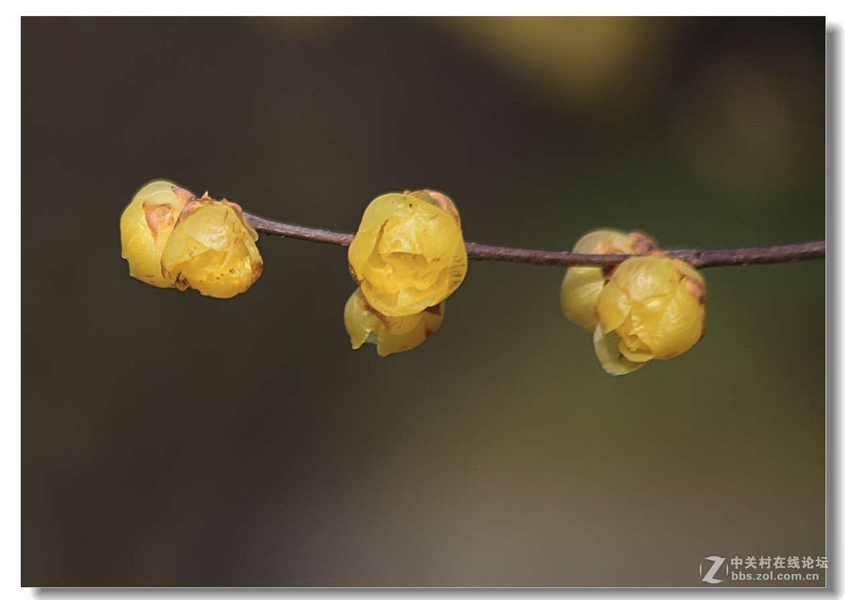 又是一年梅花开（1）