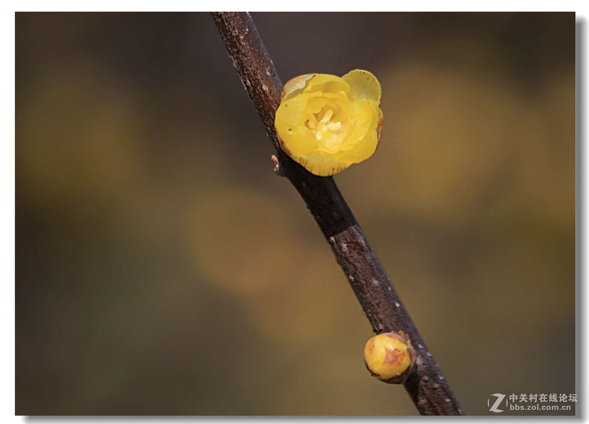 又是一年梅花开（1）