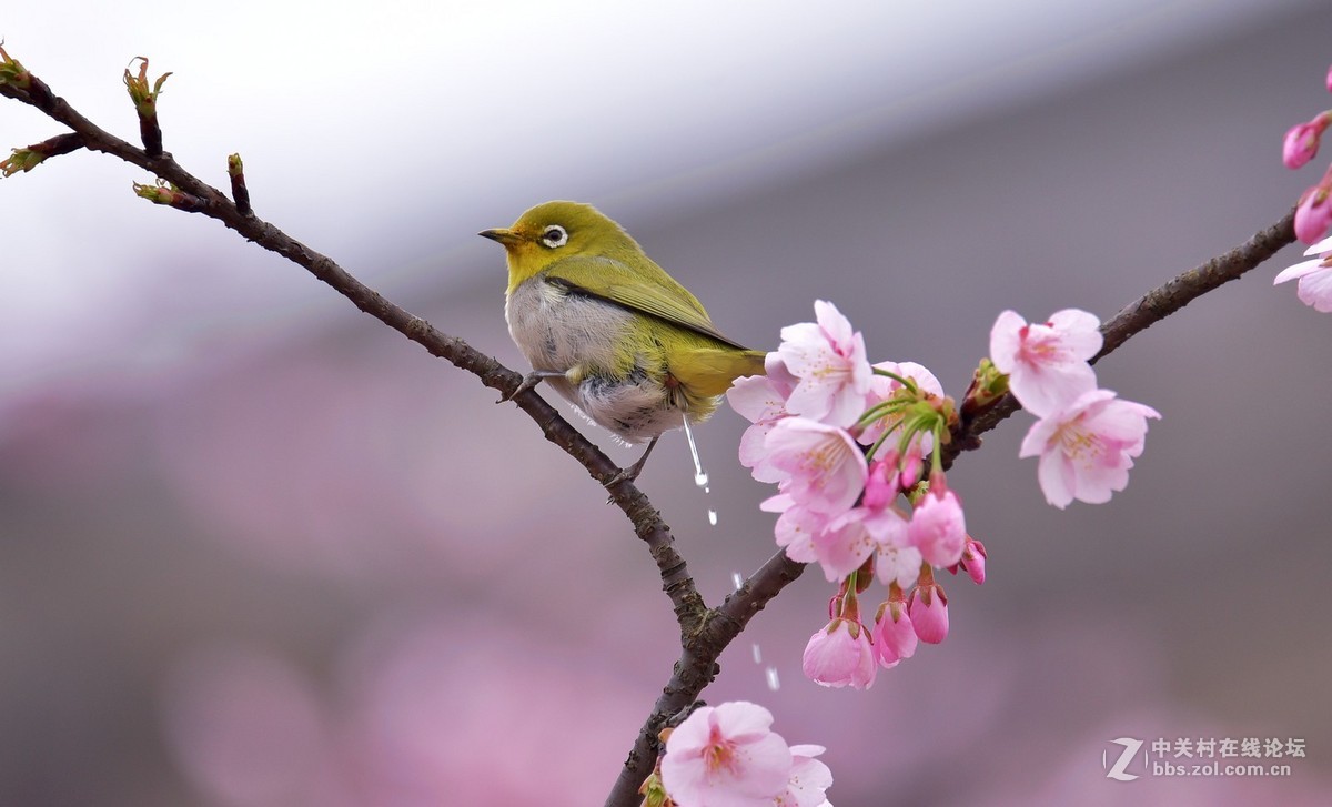 樱花鸟影