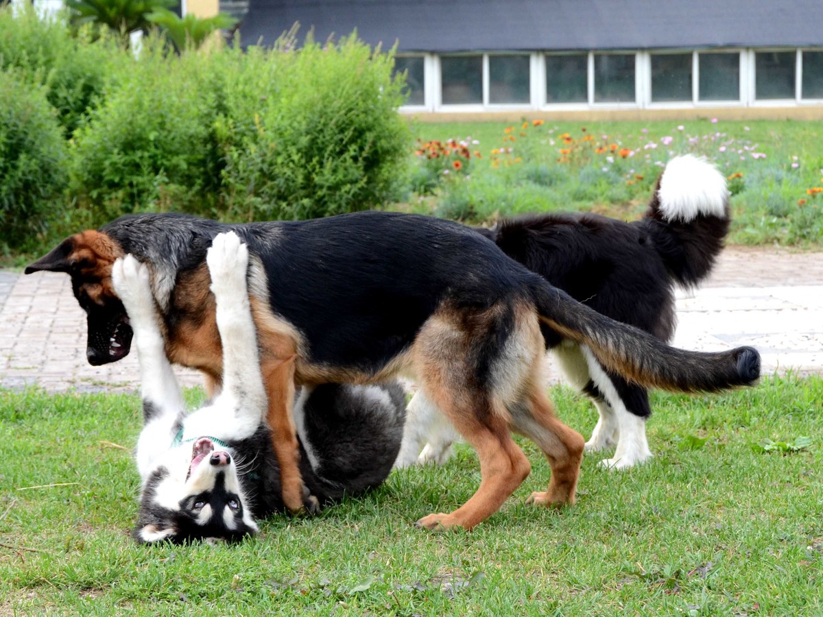 Nikkor 18-200mm VRII 狗篇