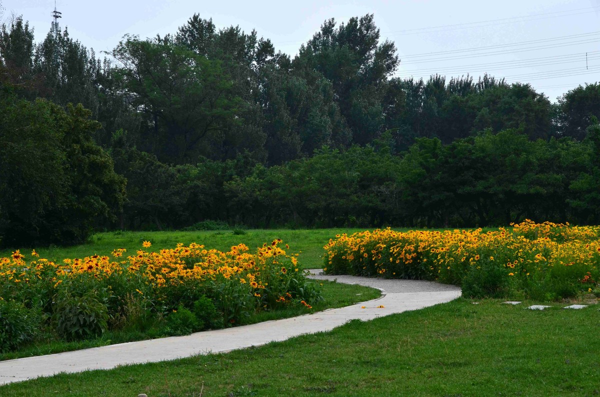 Nikkor 18-200mm VRII 狗篇