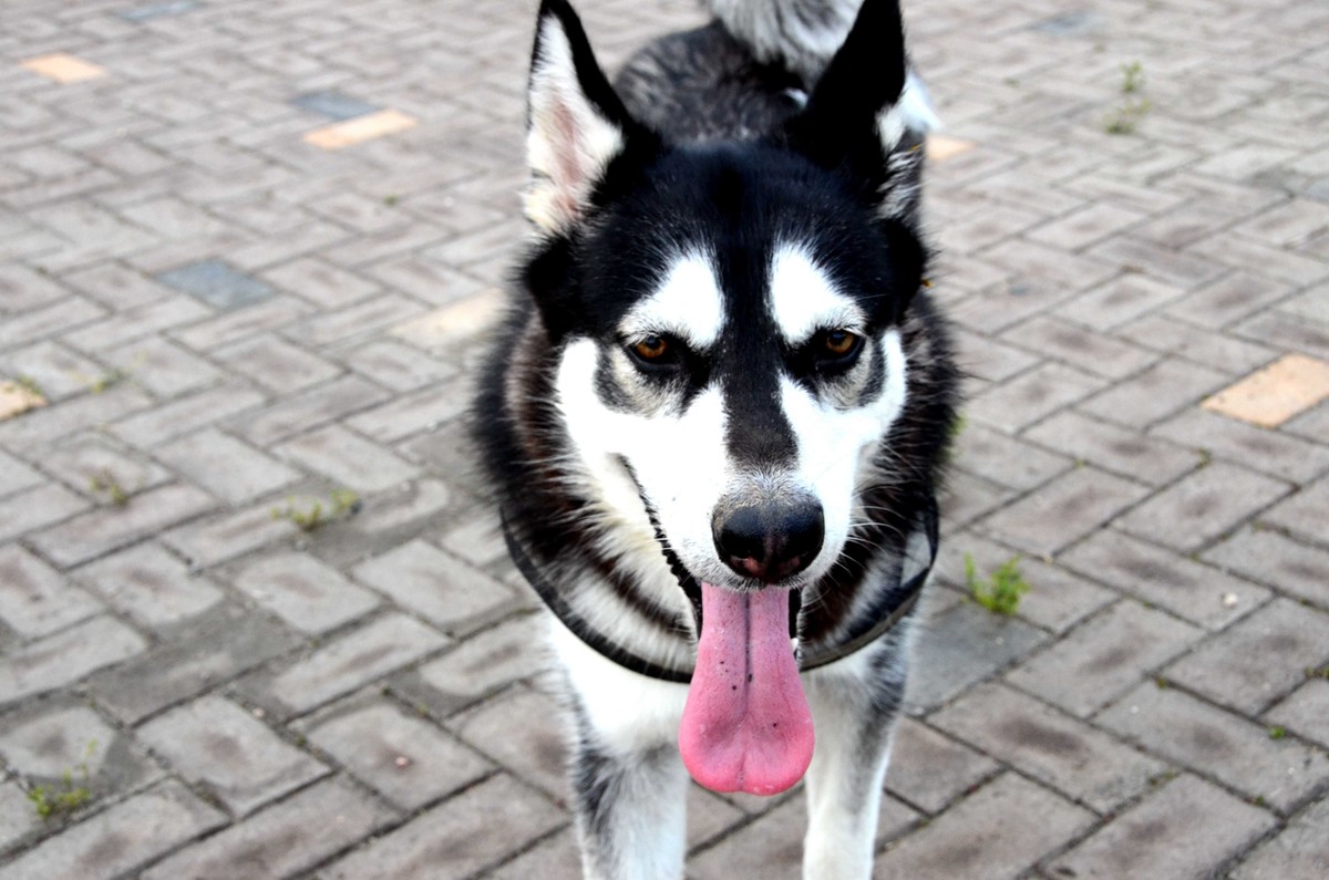 Nikkor 18-200mm VRII 狗篇