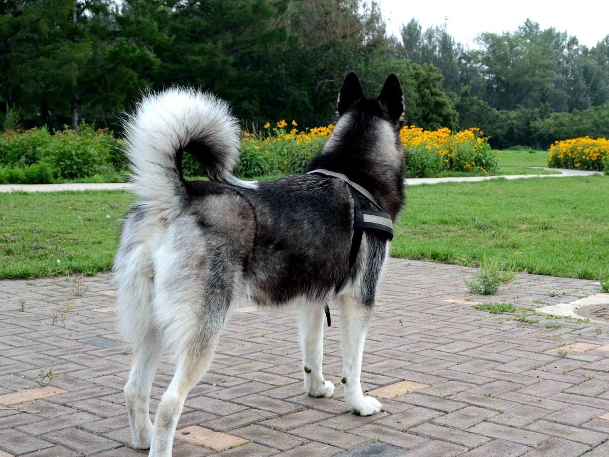 Nikkor 18-200mm VRII 狗篇