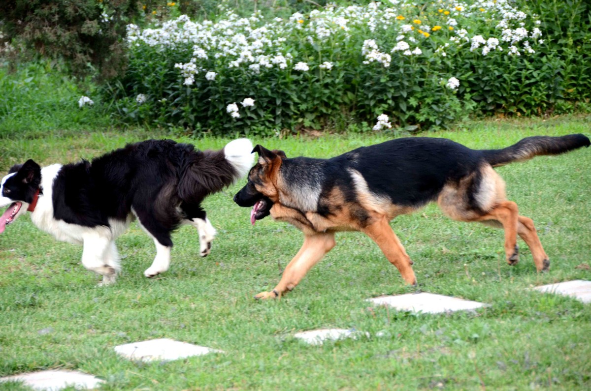 Nikkor 18-200mm VRII 狗篇