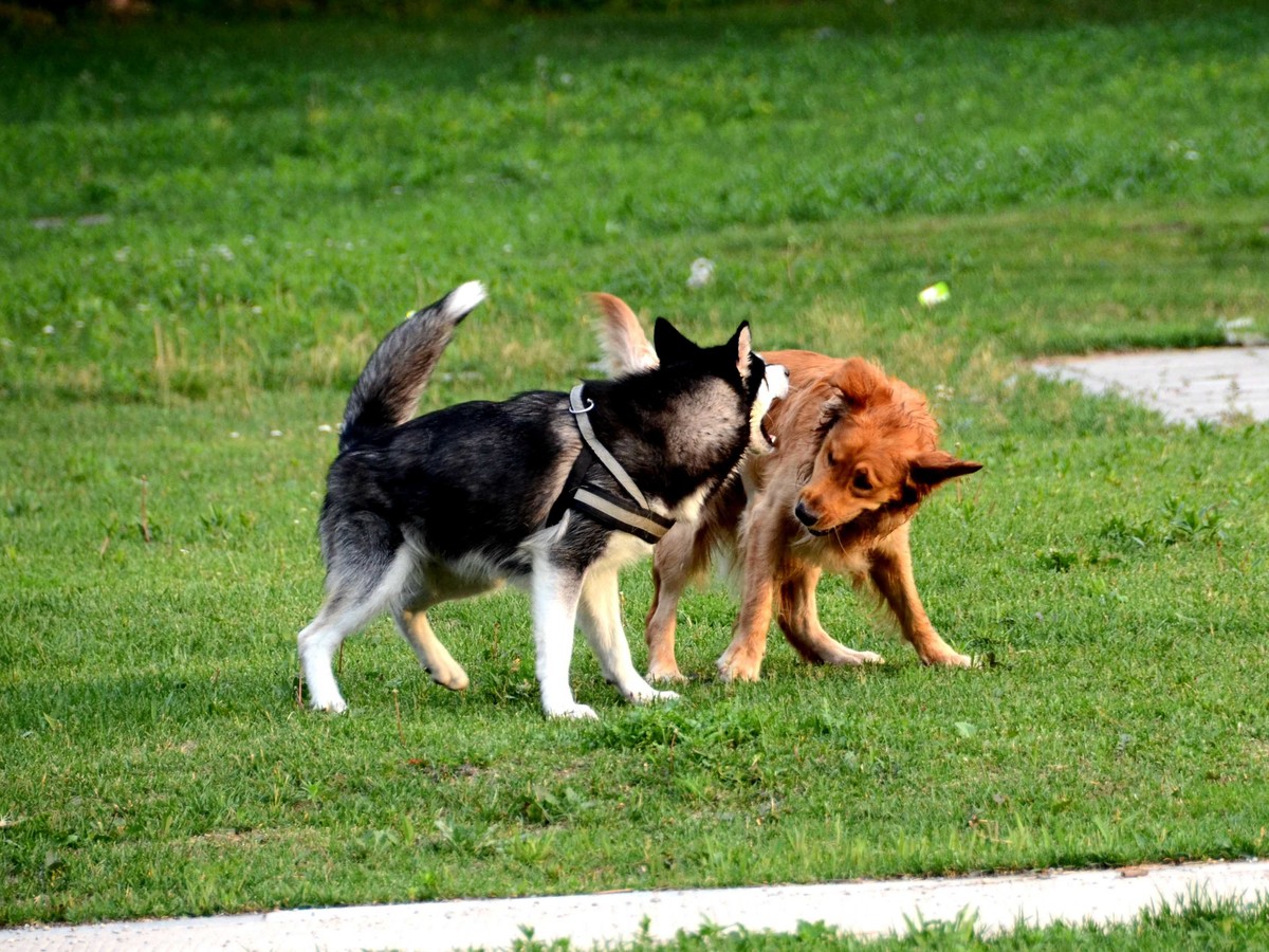 Nikkor 18-200mm VRII 狗篇