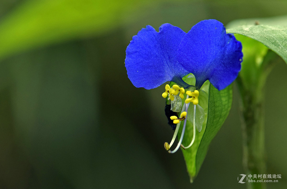 《白屈菜与鸭跖草》
