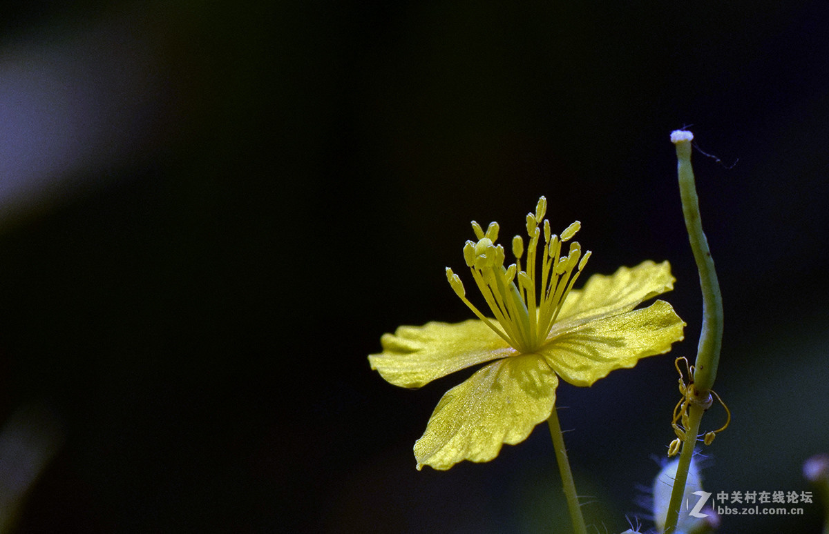《白屈菜与鸭跖草》