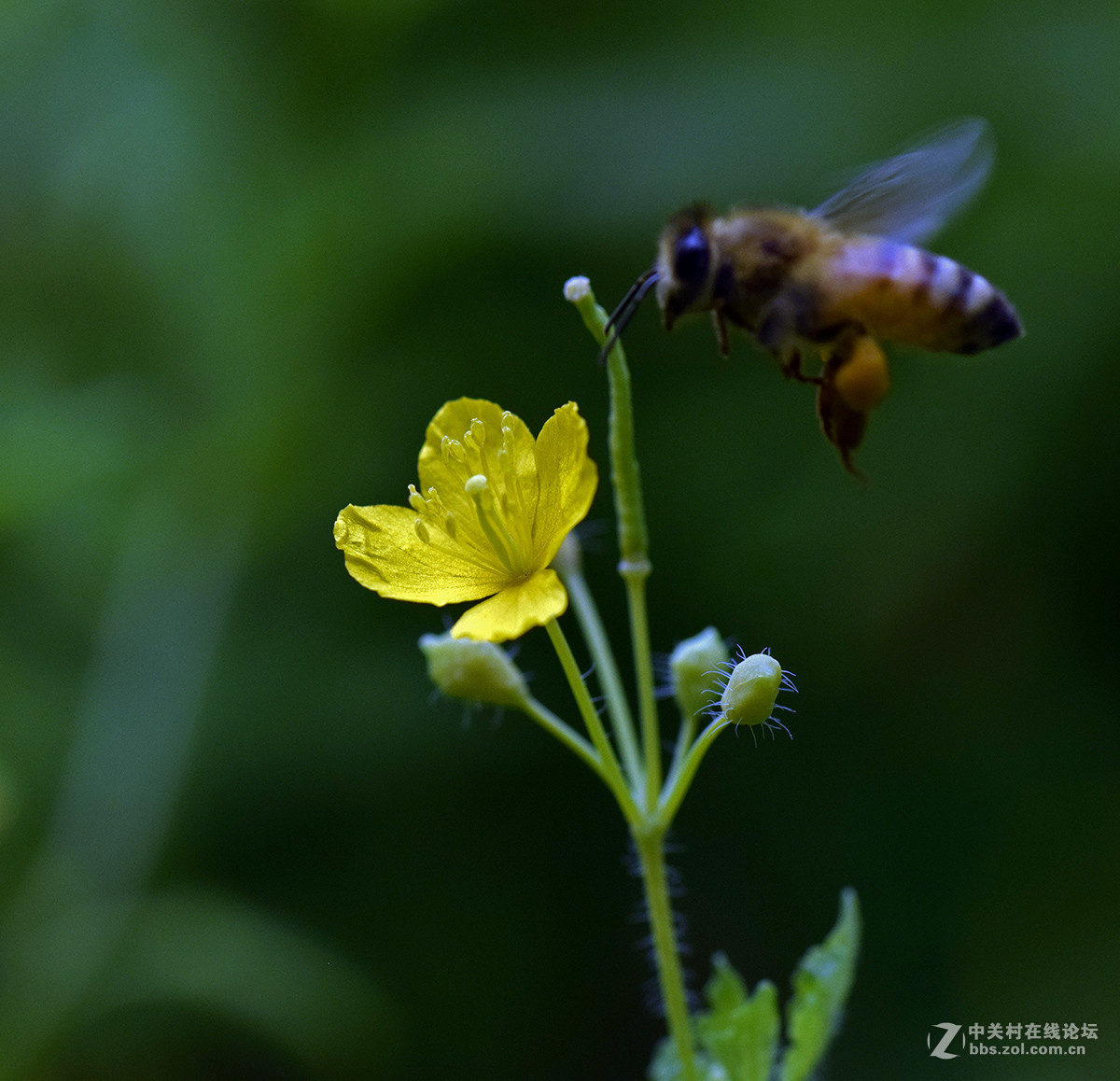 《白屈菜与鸭跖草》