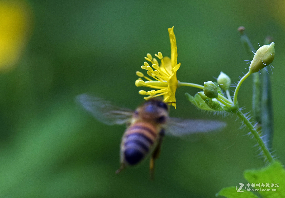 《白屈菜与鸭跖草》