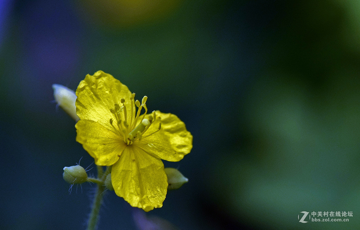 《白屈菜与鸭跖草》