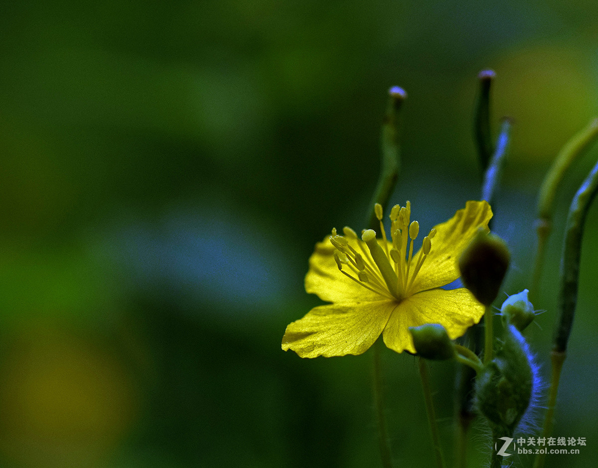 《白屈菜与鸭跖草》