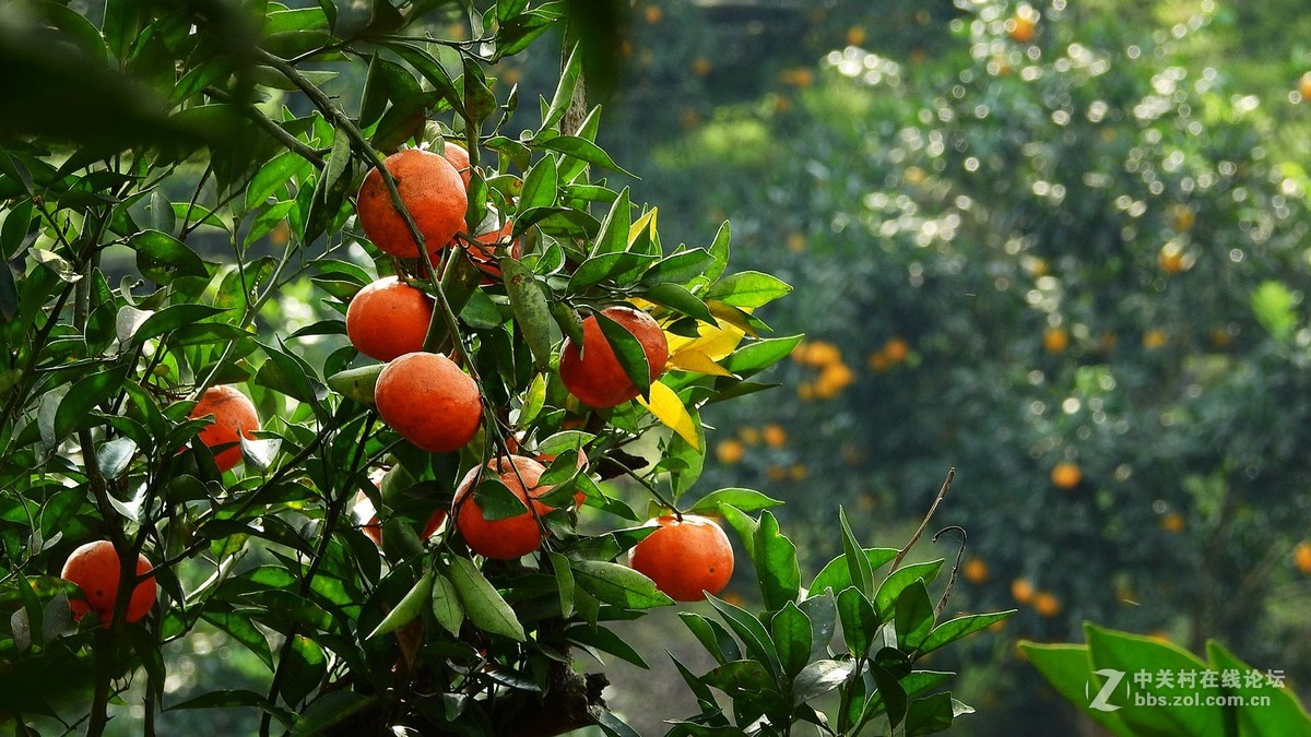 橘子红了