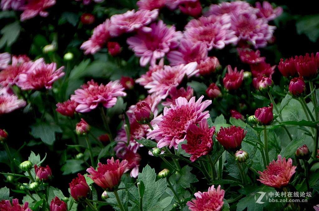 一组山菊花------。