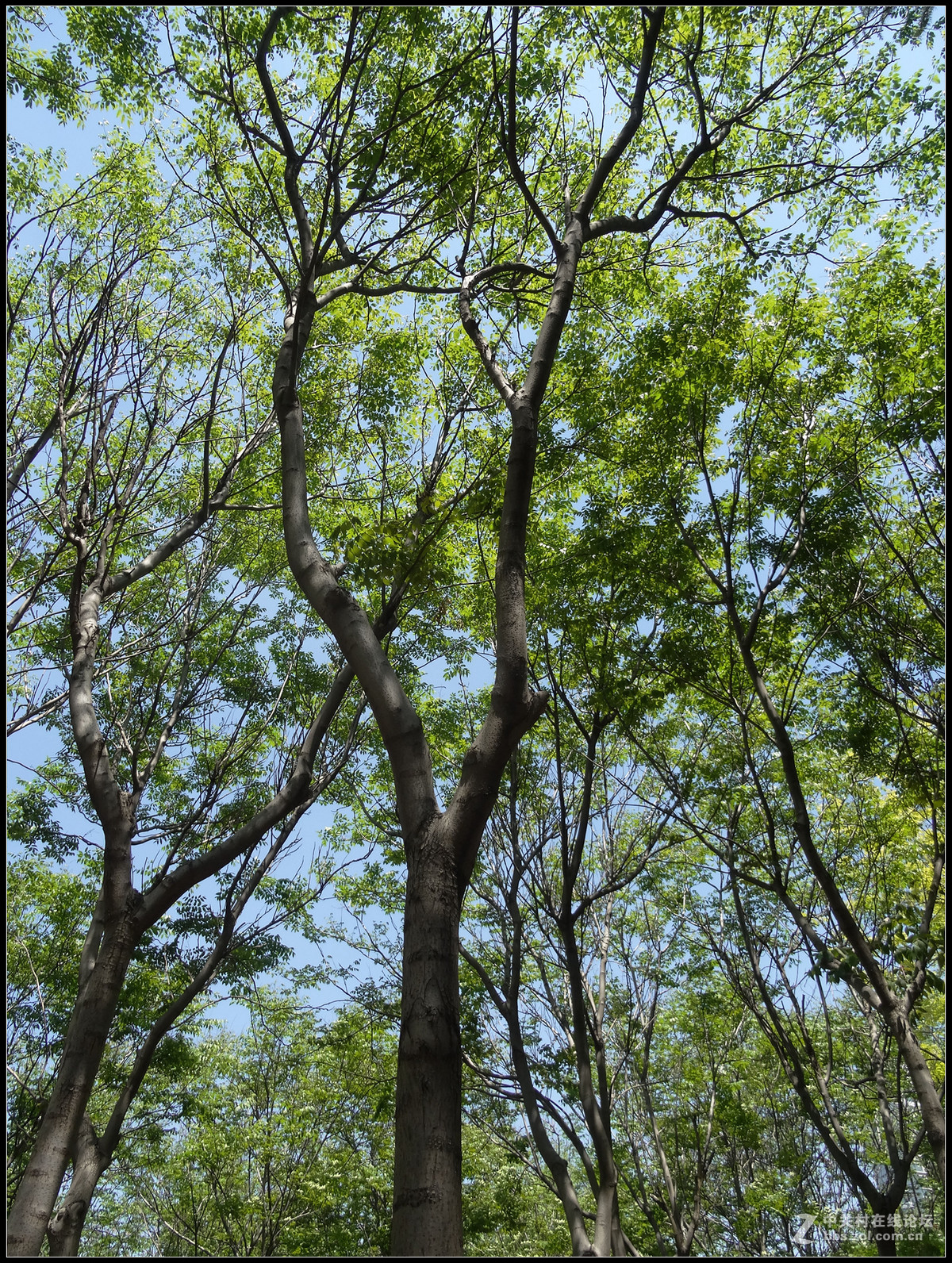 小公園裡的樹都高大挺拔