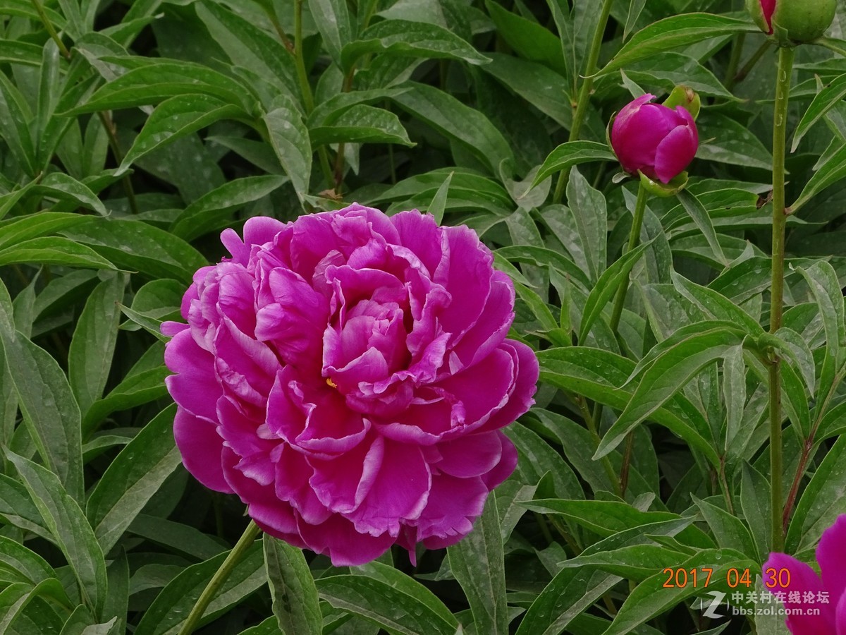 郑州   芍药花    月季花