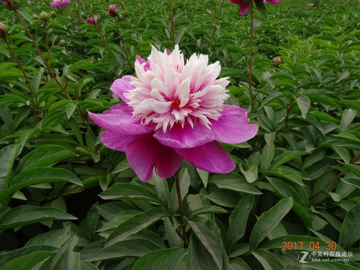 郑州   芍药花    月季花