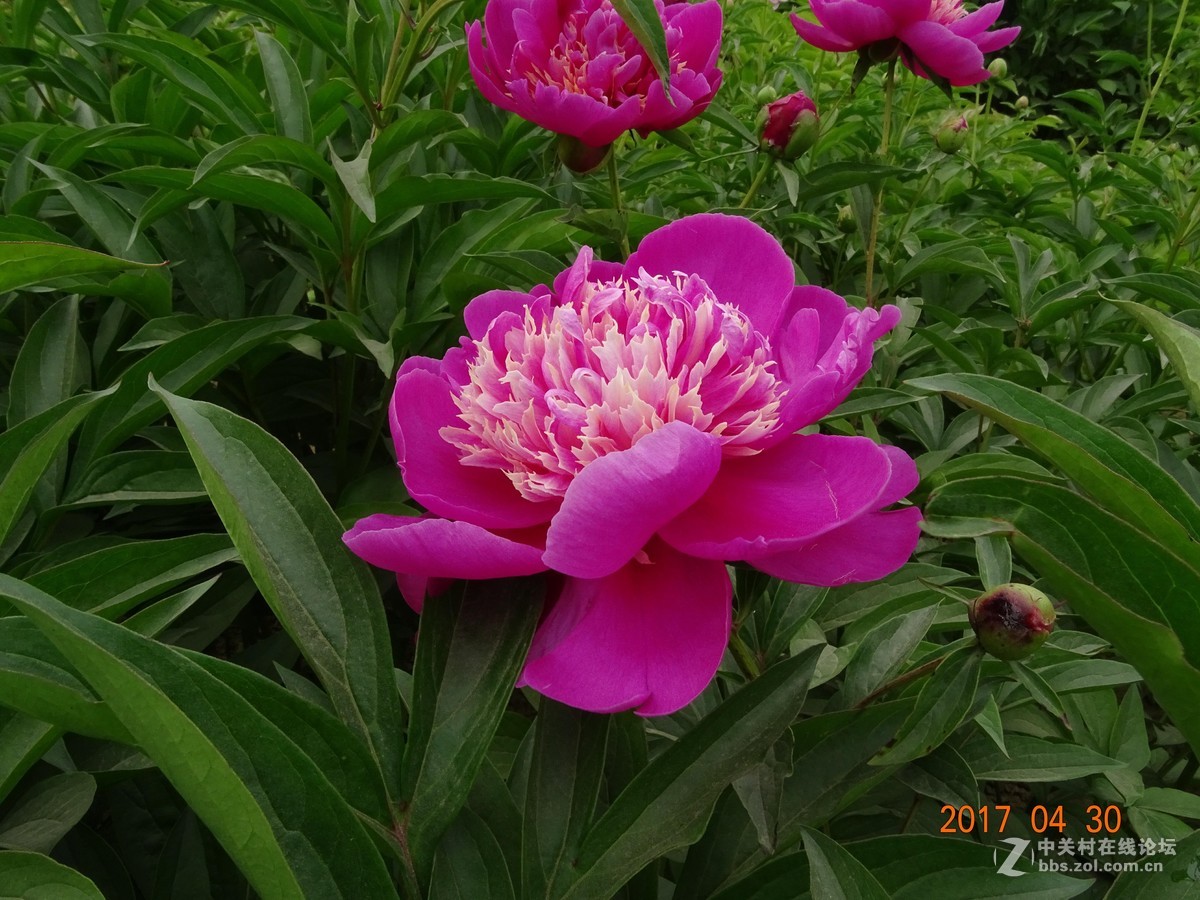 郑州   芍药花    月季花