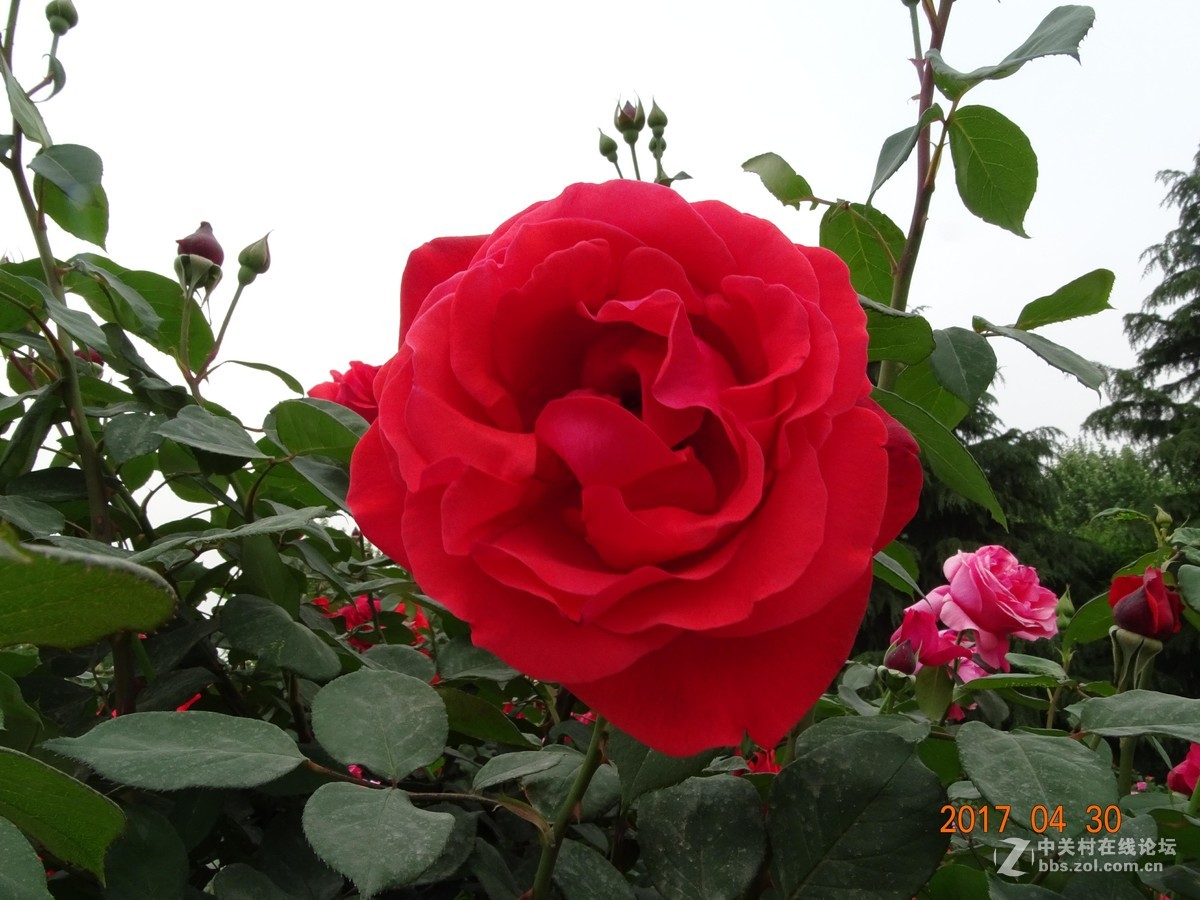 郑州   芍药花    月季花