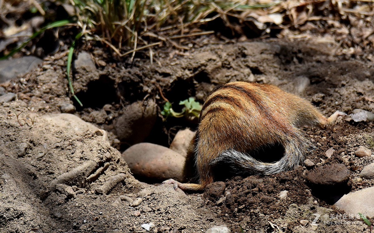 小花鼠挖洞图